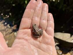 Image of Ezo Brown Frog