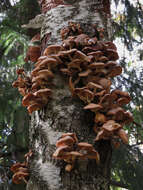 Слика од Armillaria borealis Marxm. & Korhonen 1982