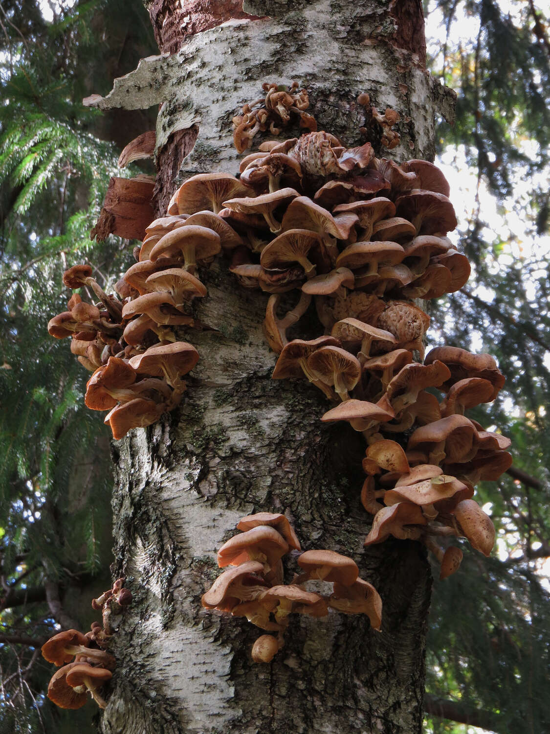 Слика од Armillaria borealis Marxm. & Korhonen 1982