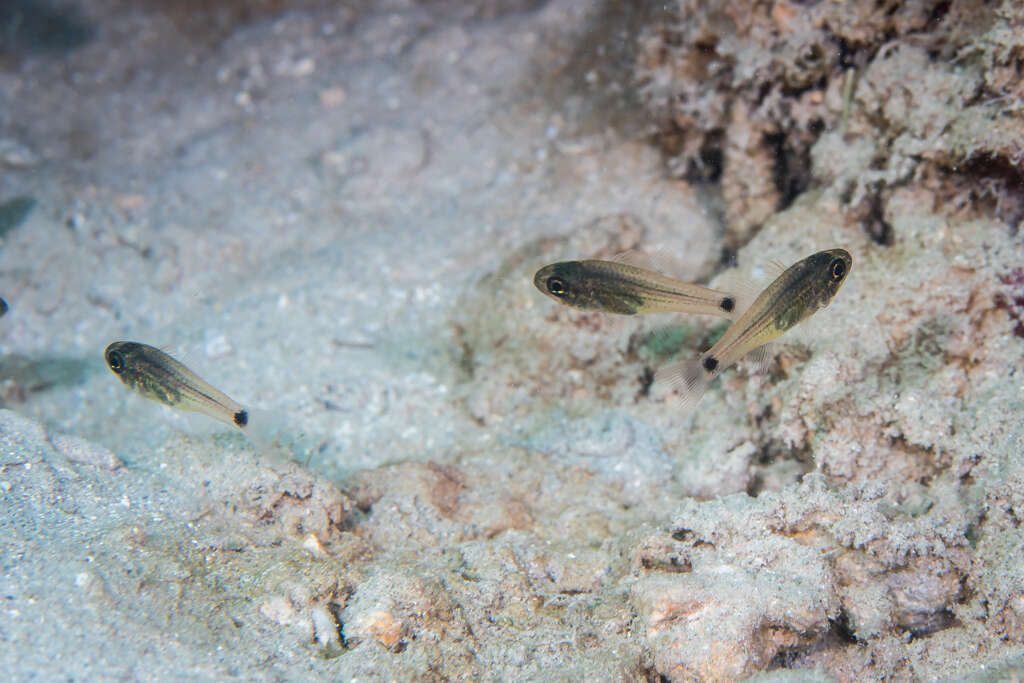 Image of Spotted cardinalfish