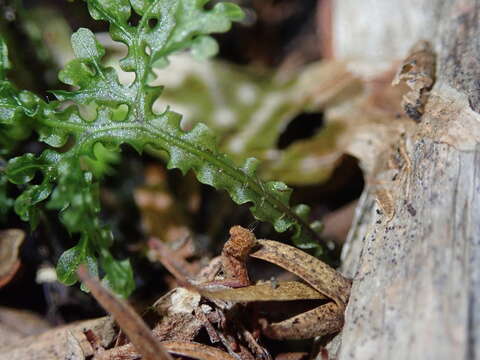 Imagem de Hymenophyllum flexuosum A. Cunn.