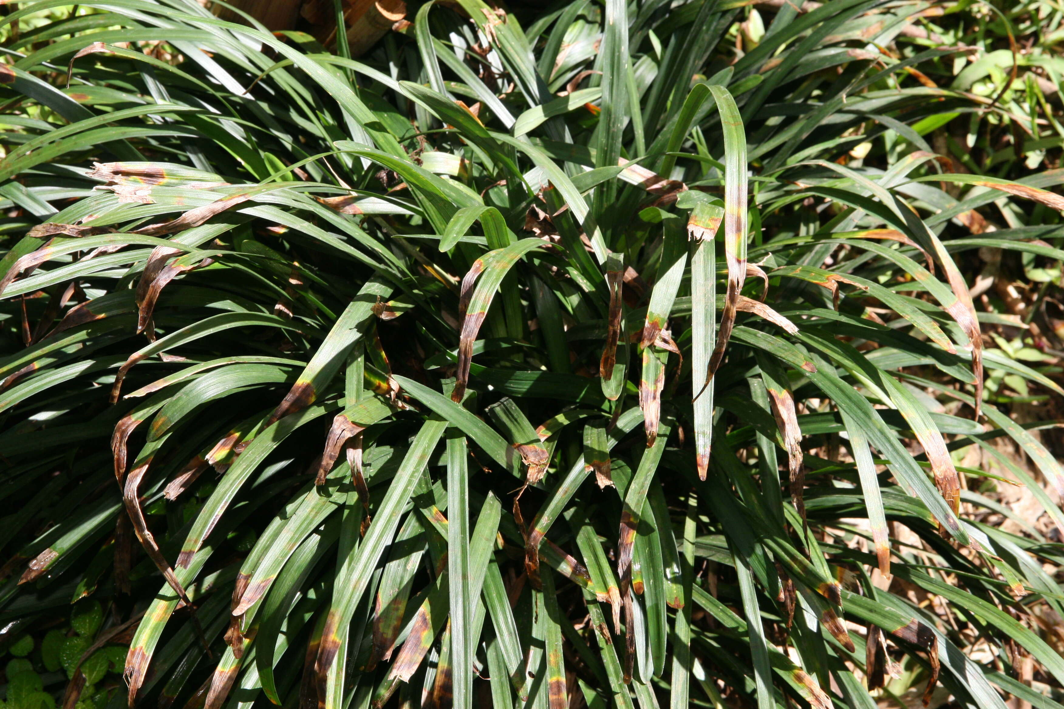 Image of Big blue lilyturf'