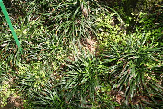 Image of Big blue lilyturf'