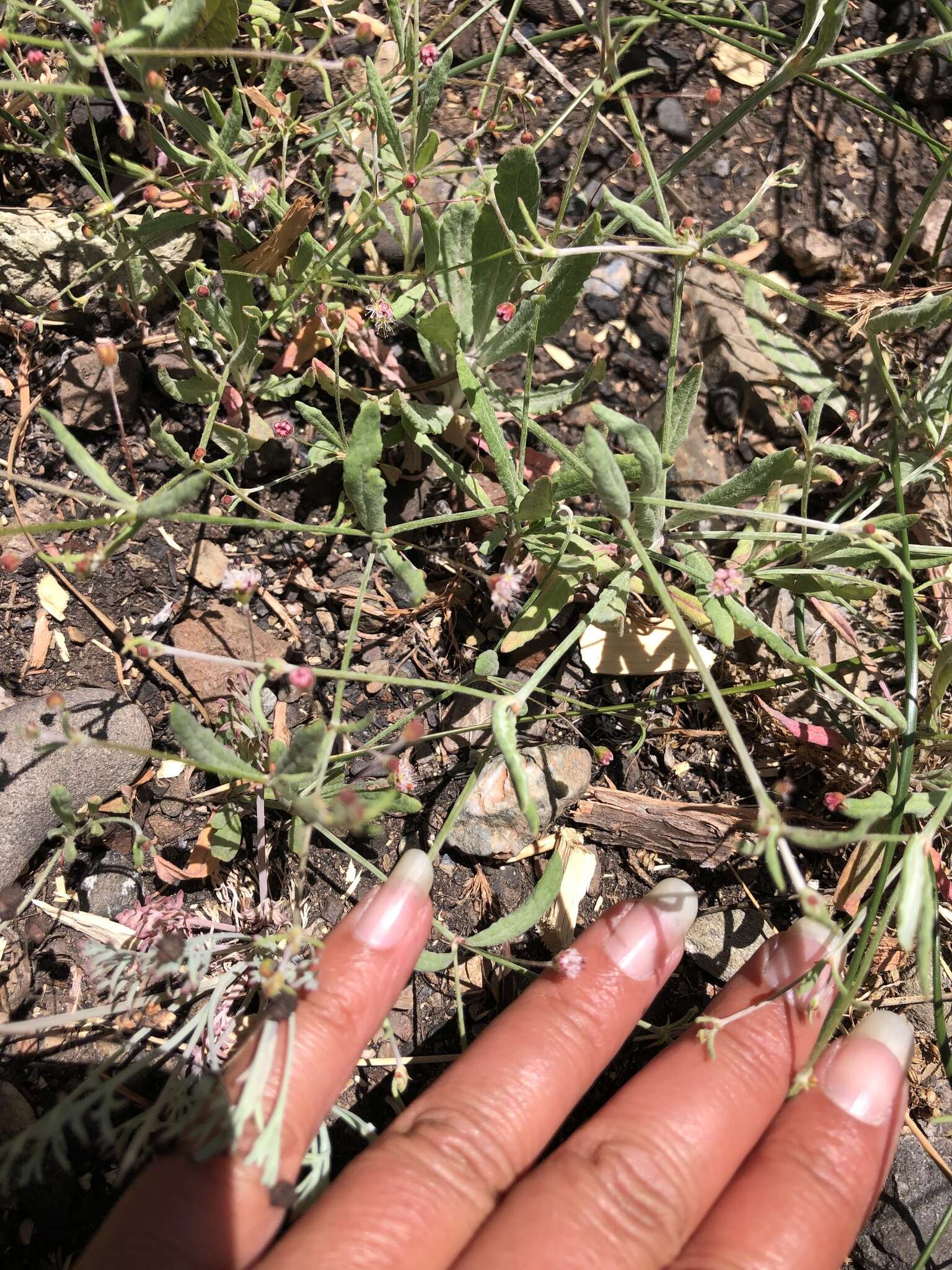 Image of anglestem buckwheat