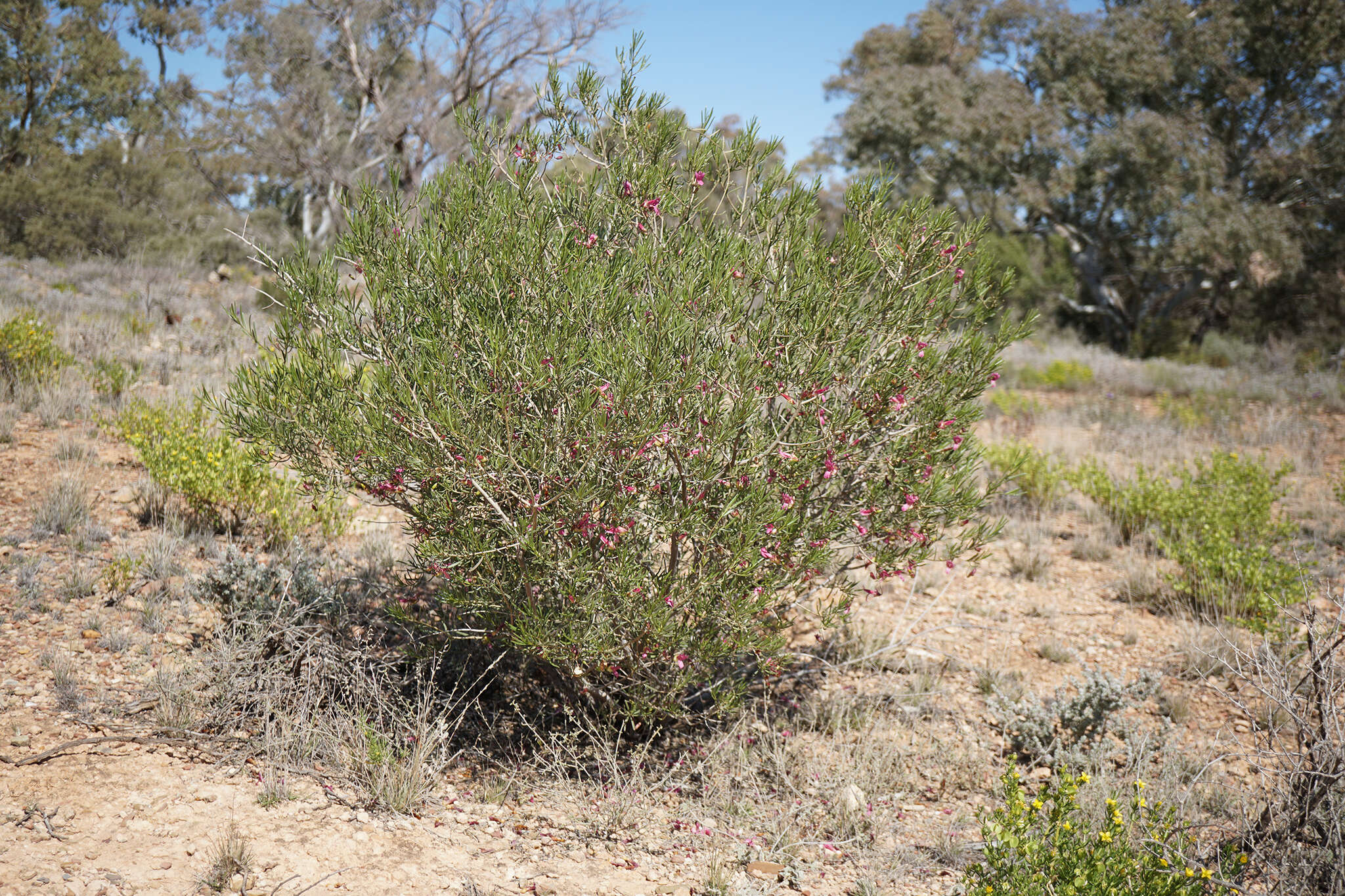 Imagem de Eremophila alternifolia R. Br.