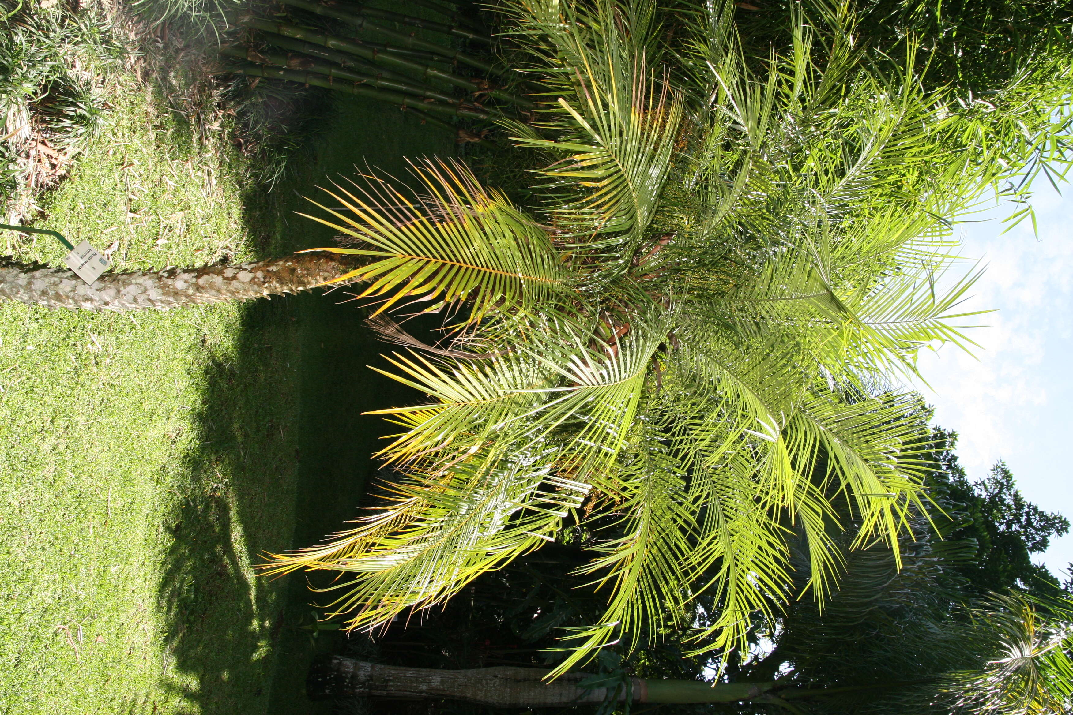 Image of pygmy date palm