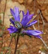 Imagem de Campanula lingulata Waldst. & Kit.