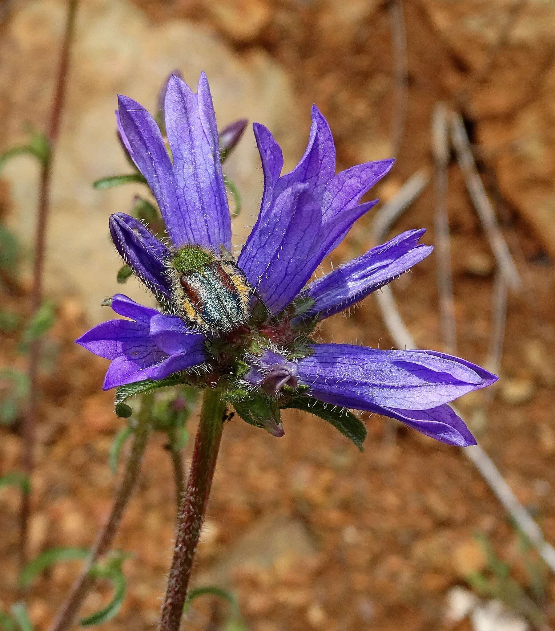 Imagem de Campanula lingulata Waldst. & Kit.