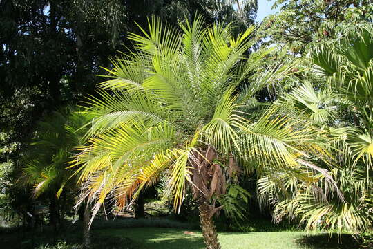 Image of pygmy date palm