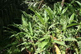 Plancia ëd Heliconia latispatha Benth.