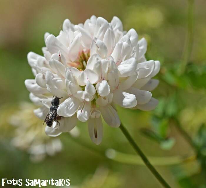 Image of white crownvetch