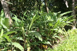 Plancia ëd Heliconia latispatha Benth.