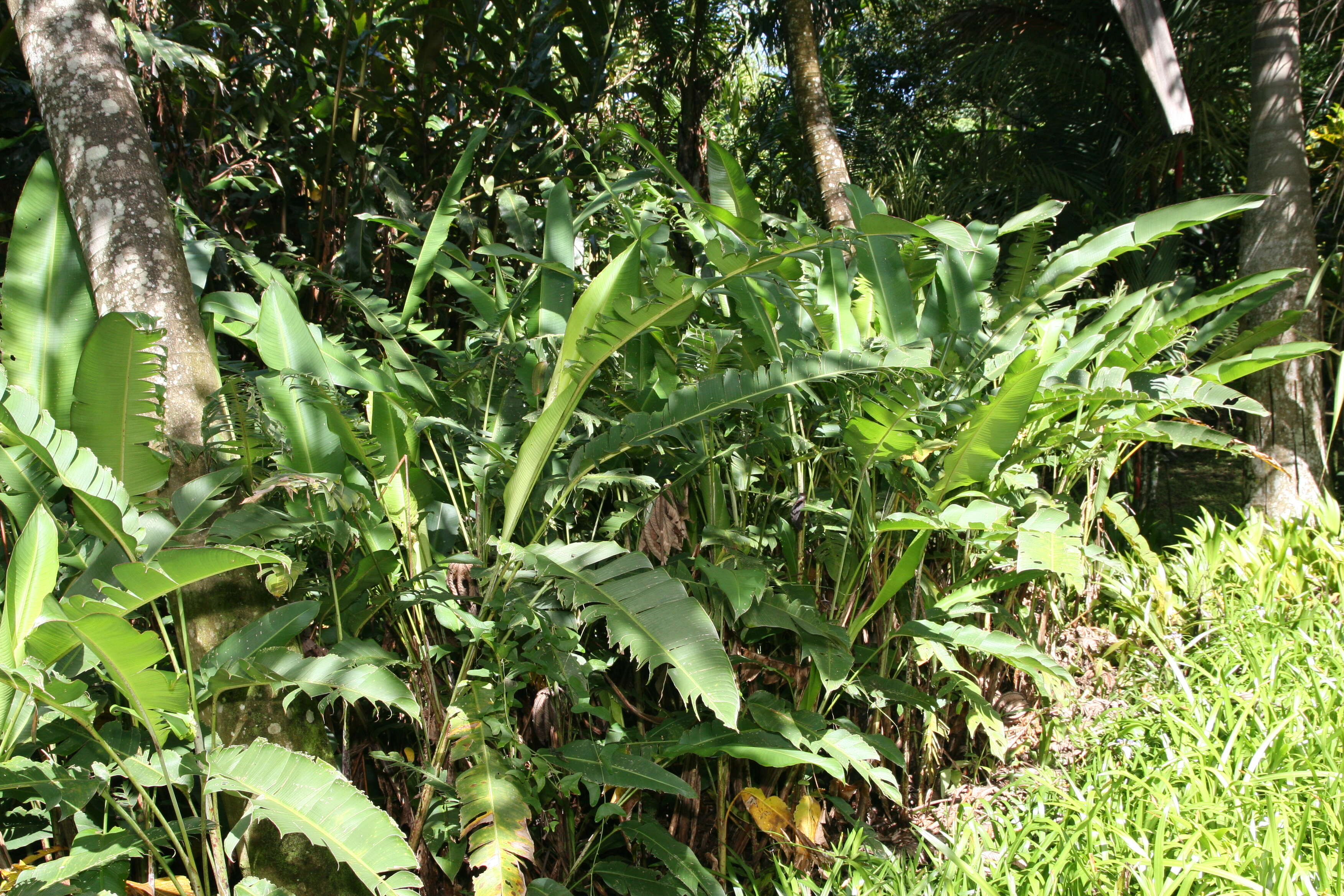 Plancia ëd Heliconia latispatha Benth.