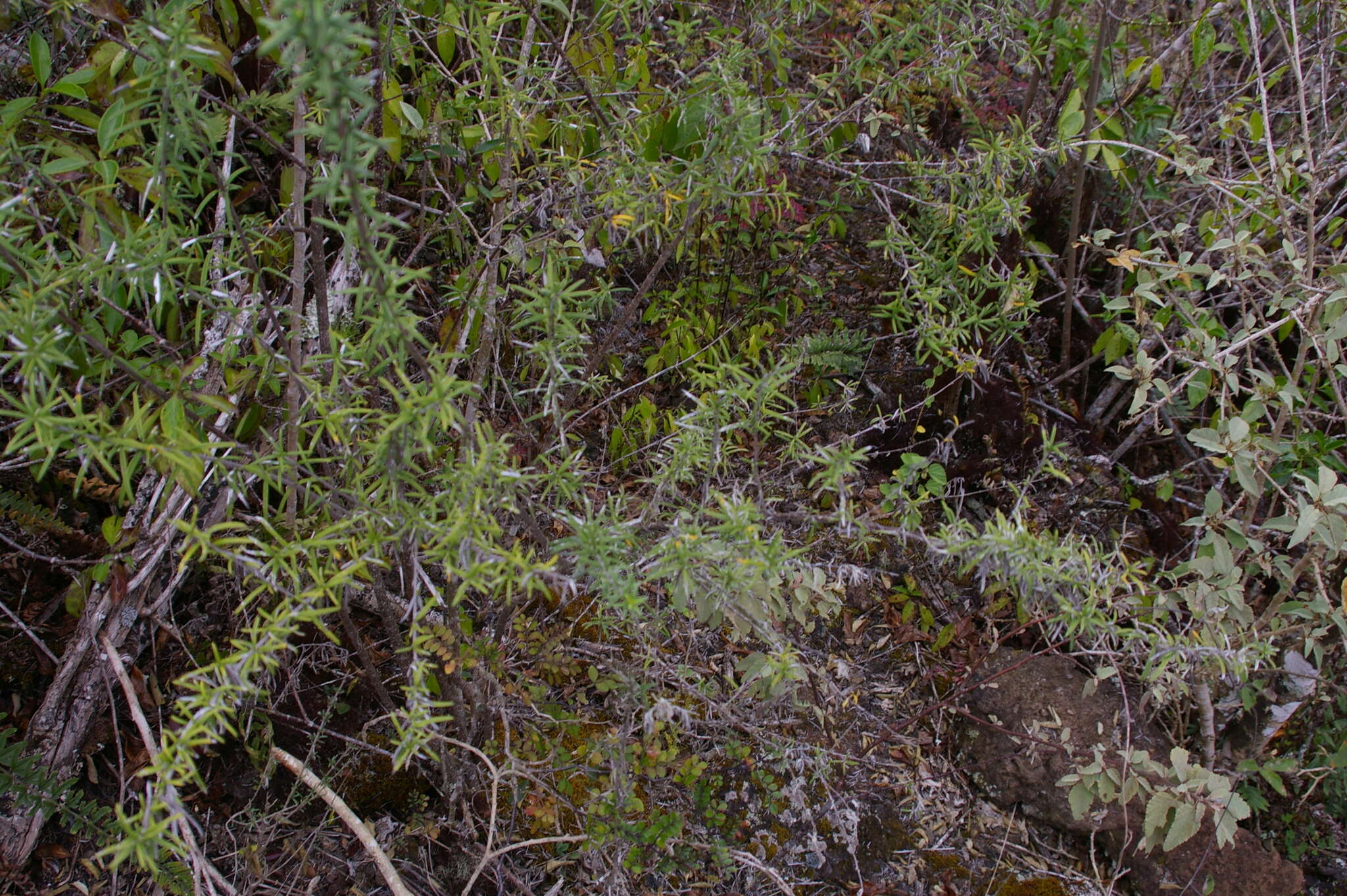 Image of Trigonopterum laricifolium (Hook. fil.) W. L. Wagner & H. Rob.