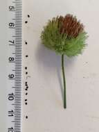 Image of false ironwort