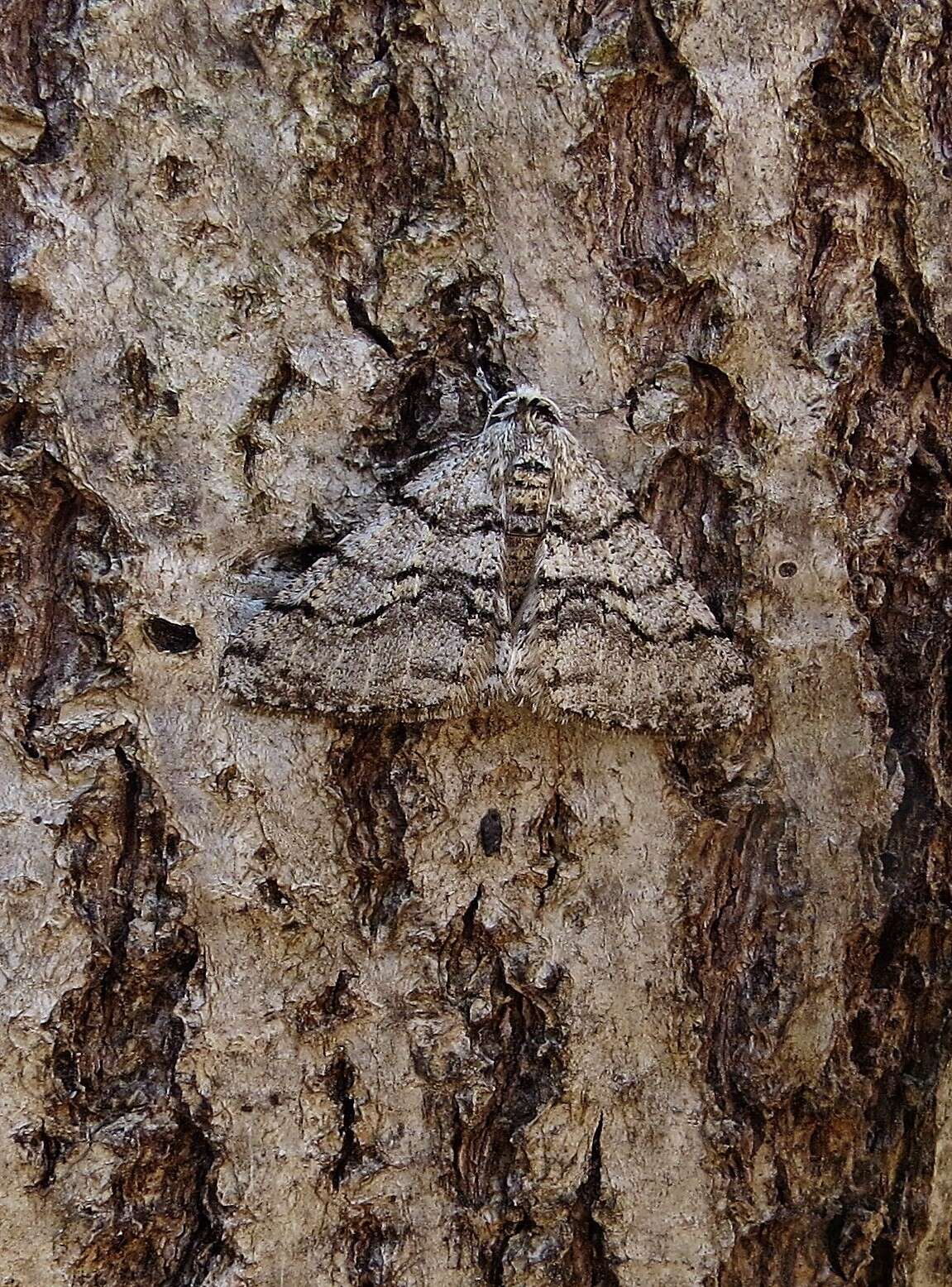 Image of Half-Wing