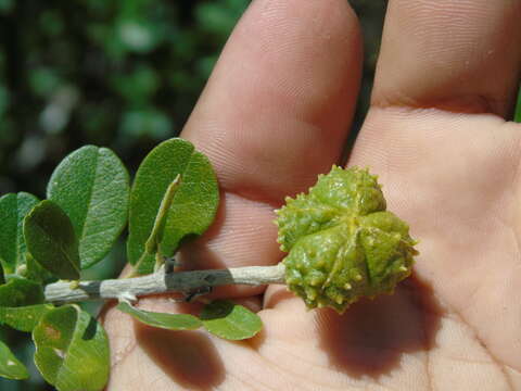 Imagem de Esenbeckia hartmanii Robins. & Fernald