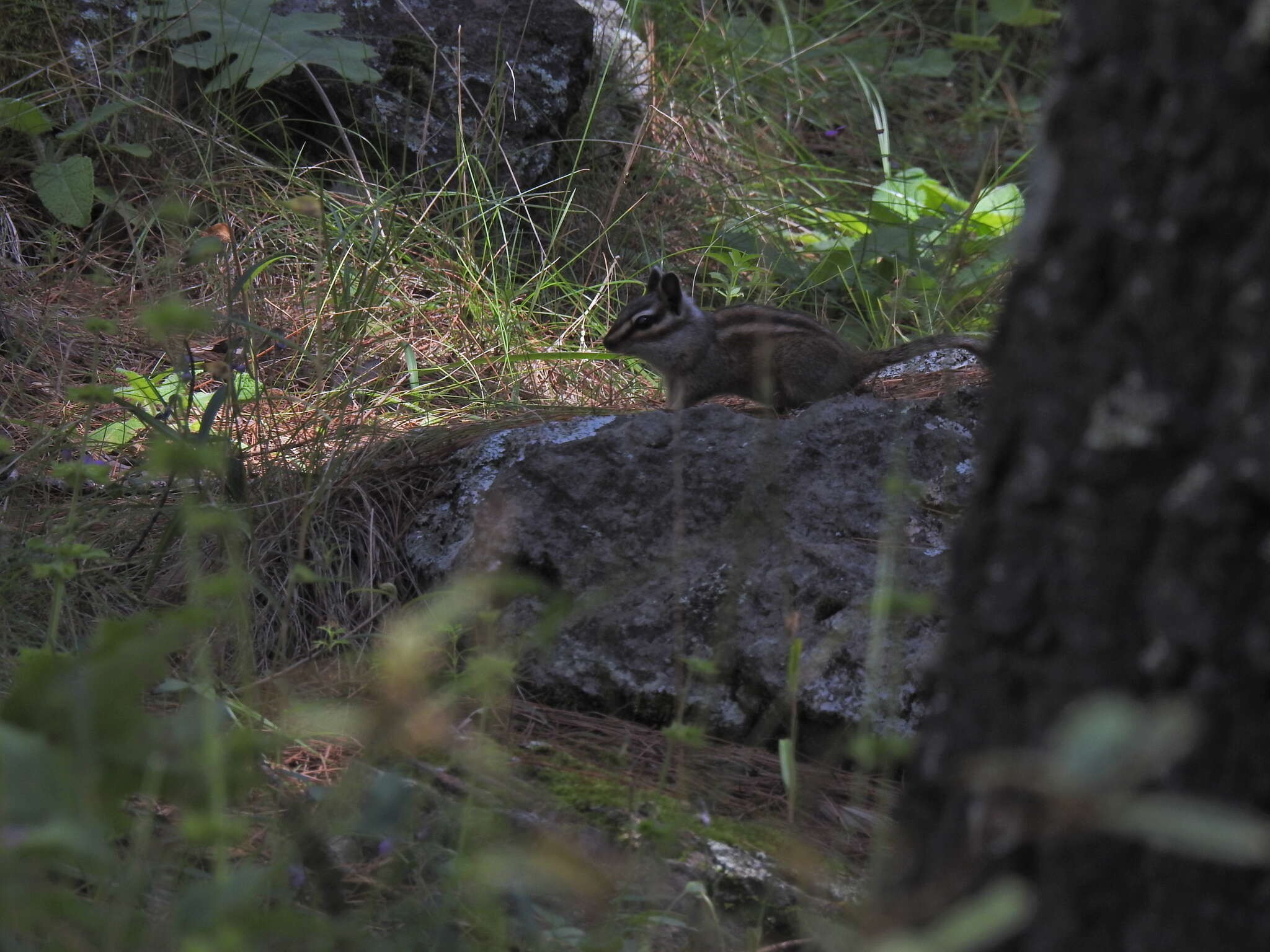 Image of Durango Chipmunk