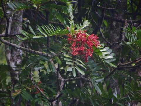 Image of Mosquitoxylum