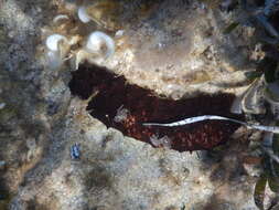 Image of white spot cucumber