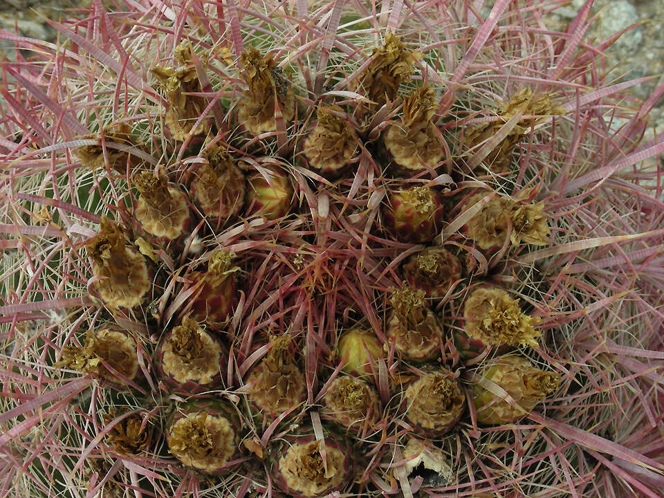 Image of Leconte's barrel cactus