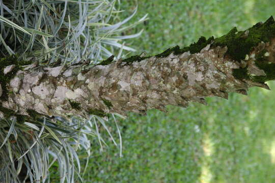 Image of pygmy date palm