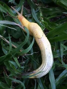 Image of African Banana Slug