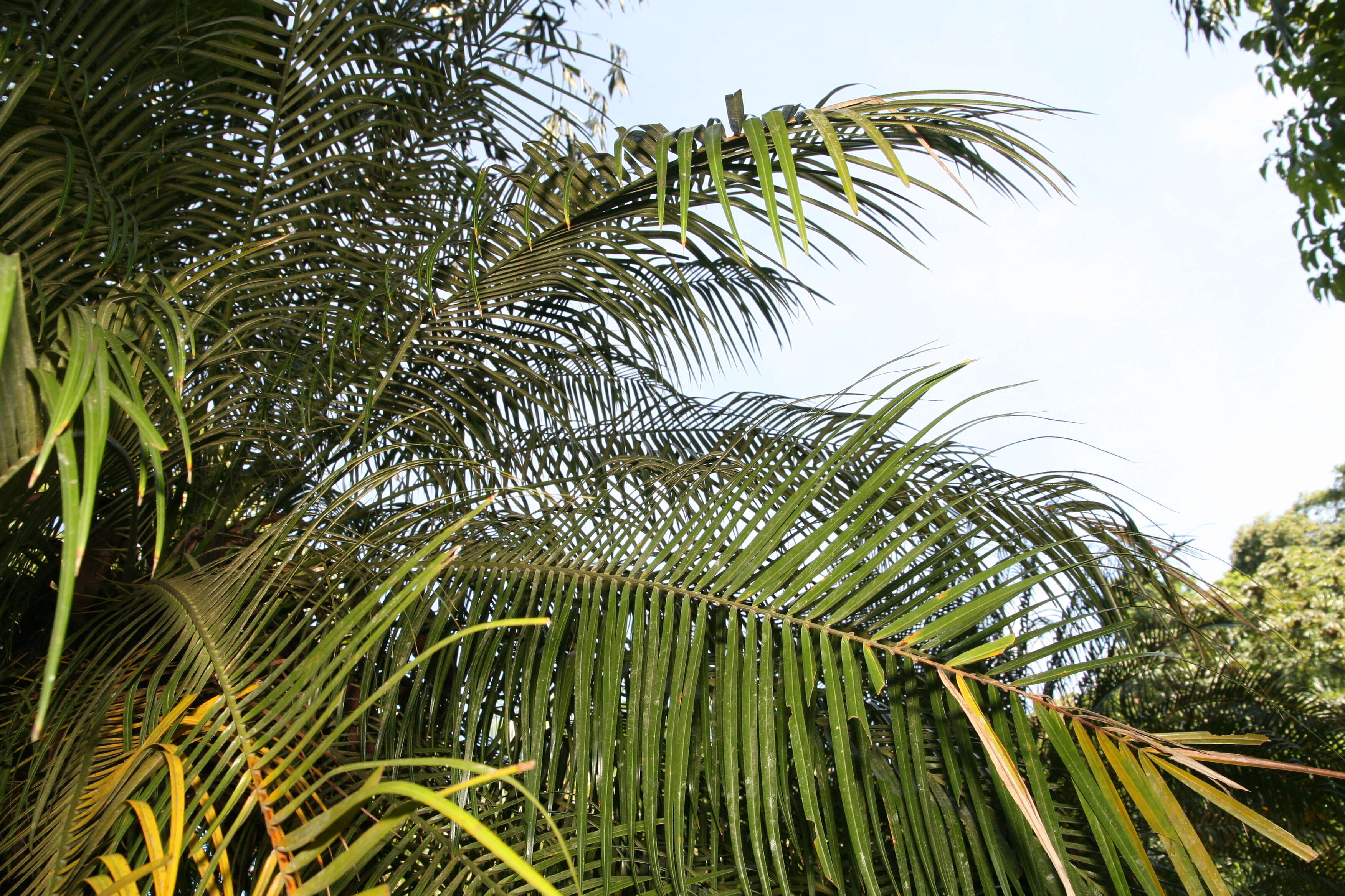 Image of pygmy date palm