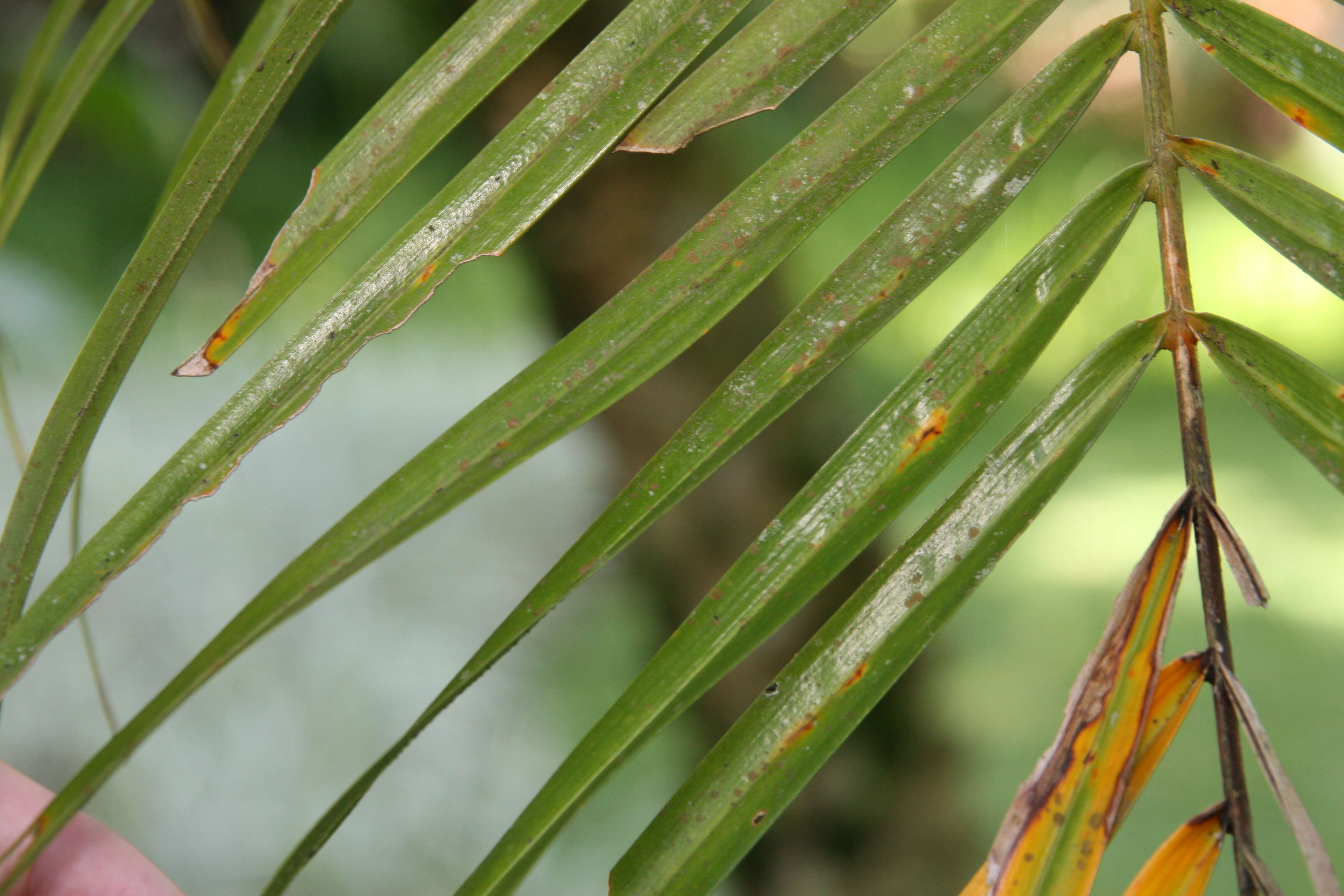 Image of pygmy date palm