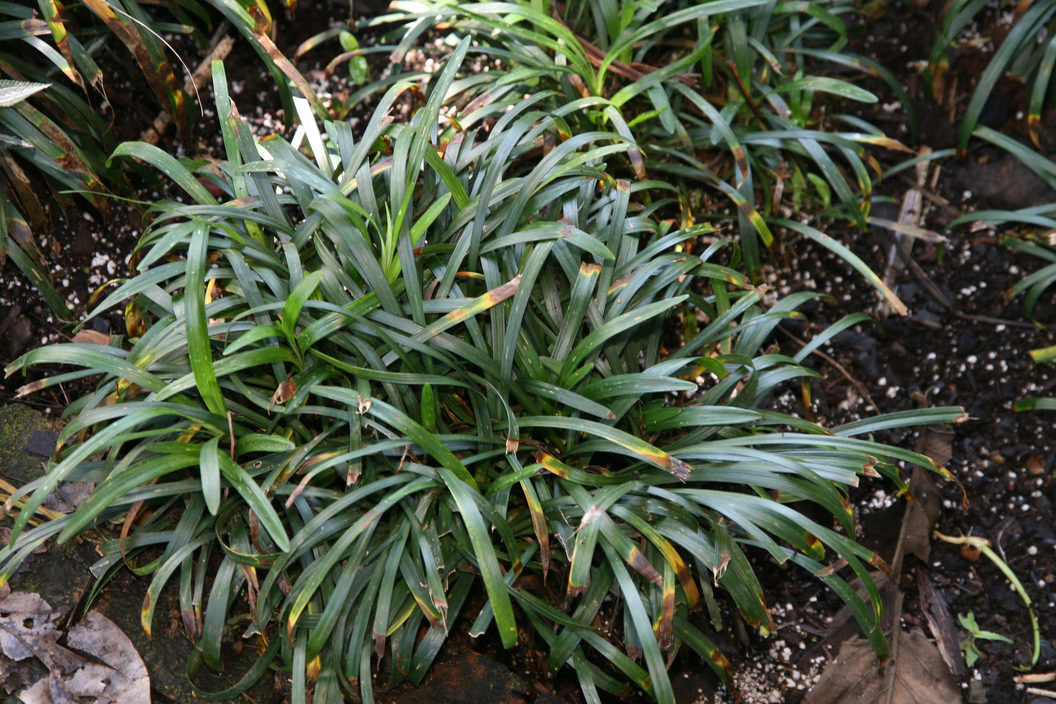 Image of Big blue lilyturf'