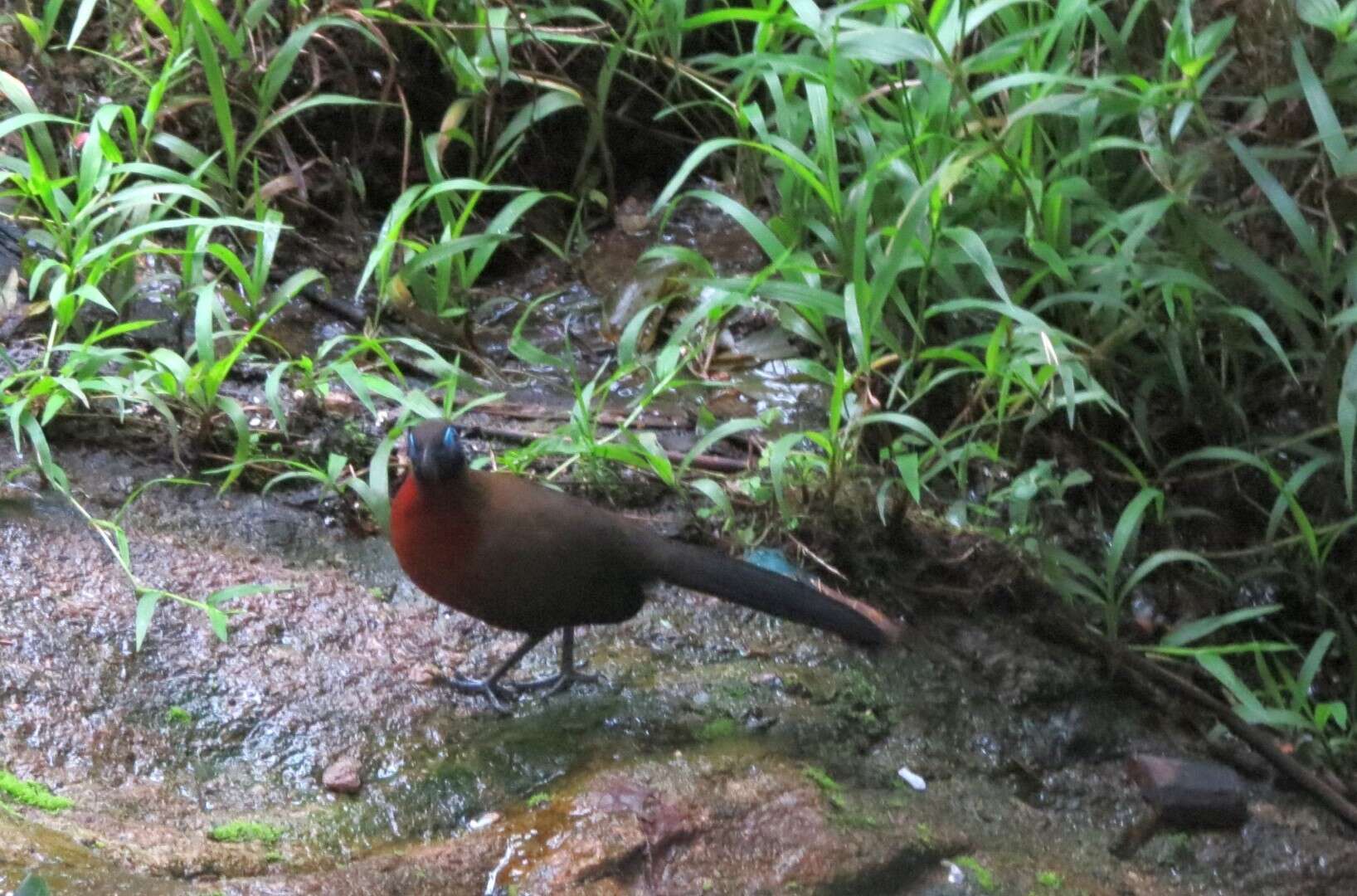 Image of Red-breasted Coua