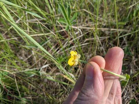 Image de Ranunculus cardiophyllus Hook.