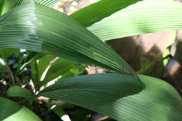 Image of Palm-Grass