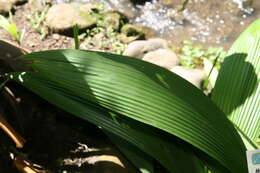 Image of Palm-Grass