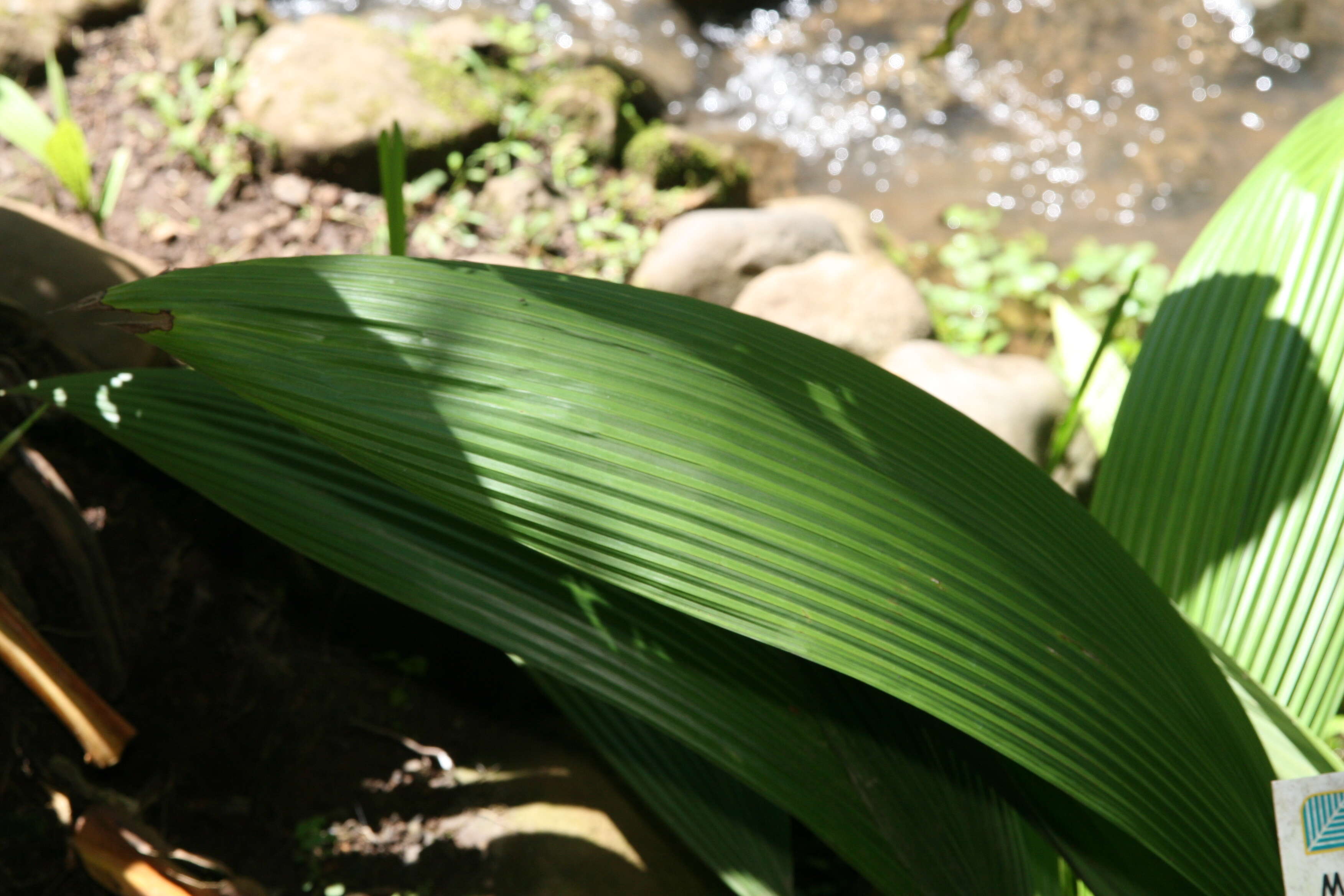 Image of Palm-Grass