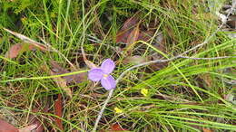 Image of Patersonia sericea var. sericea