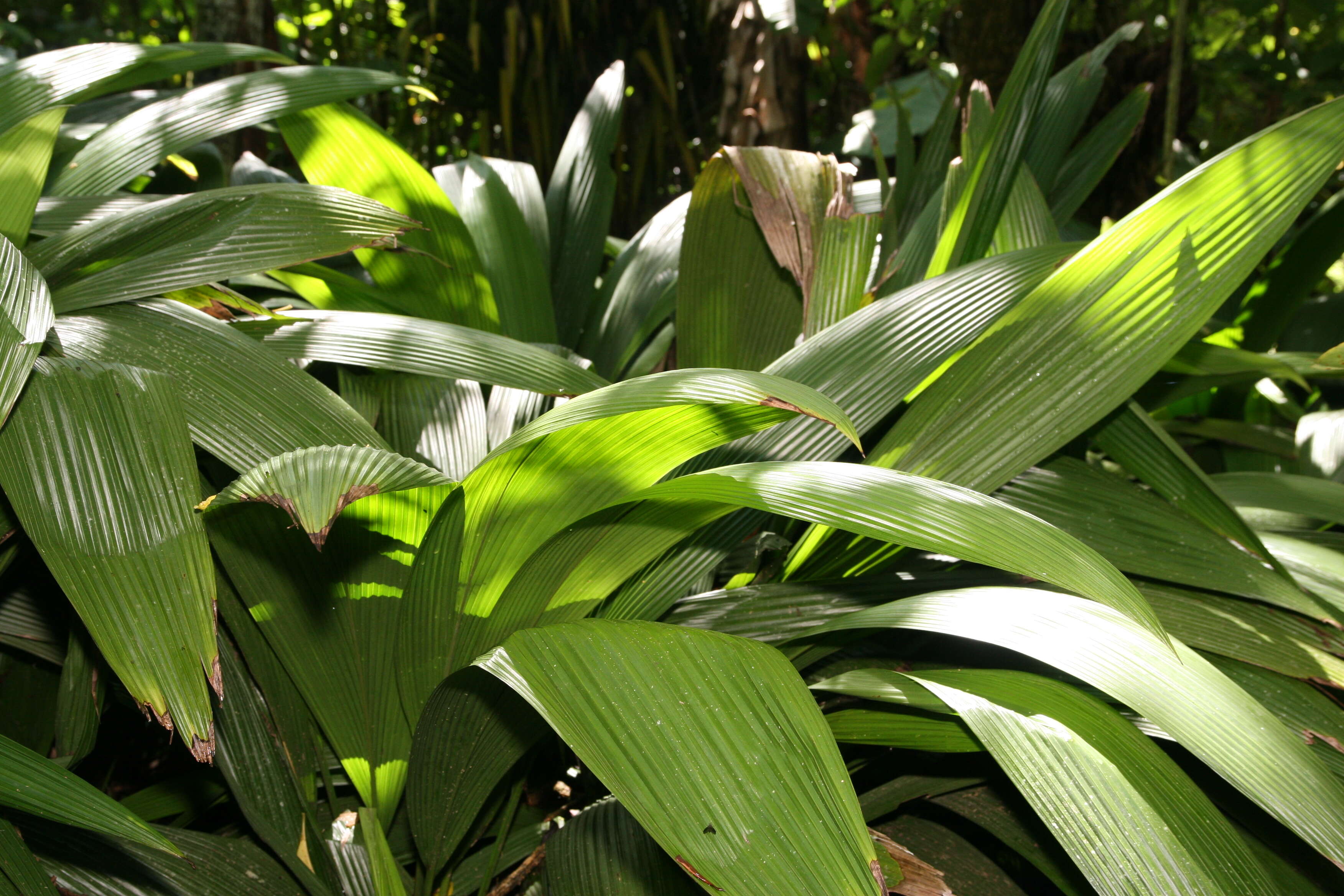 Image of Palm-Grass