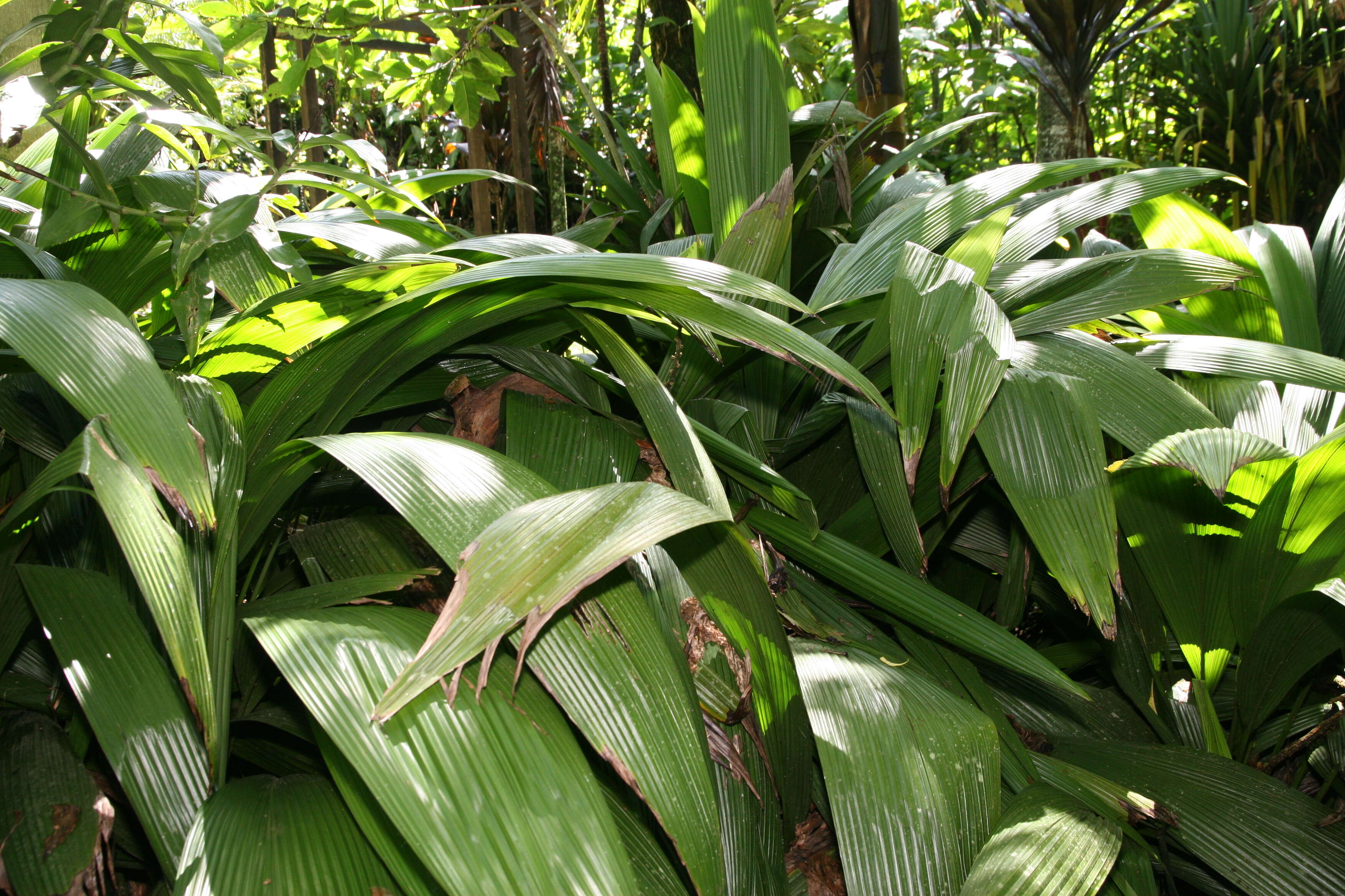 Image of Palm-Grass