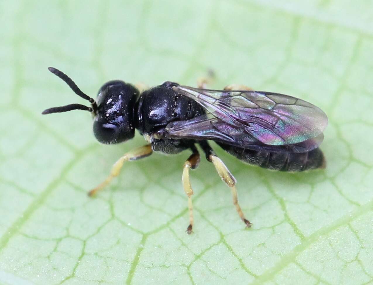 Image of Anacrabronina Ashmead 1899