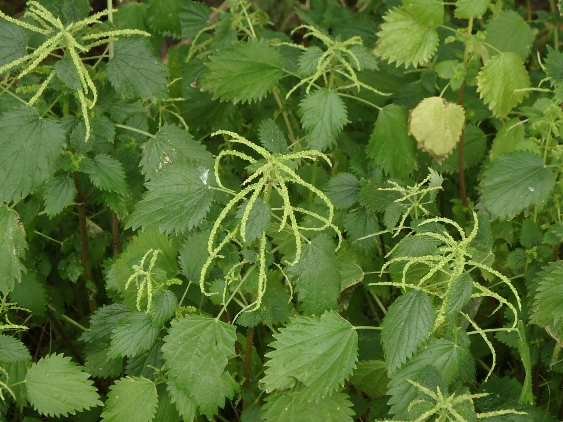 Urtica membranacea Poir.的圖片