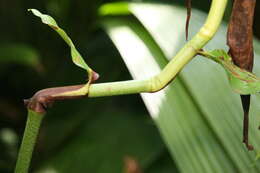 Image of Blue ginger