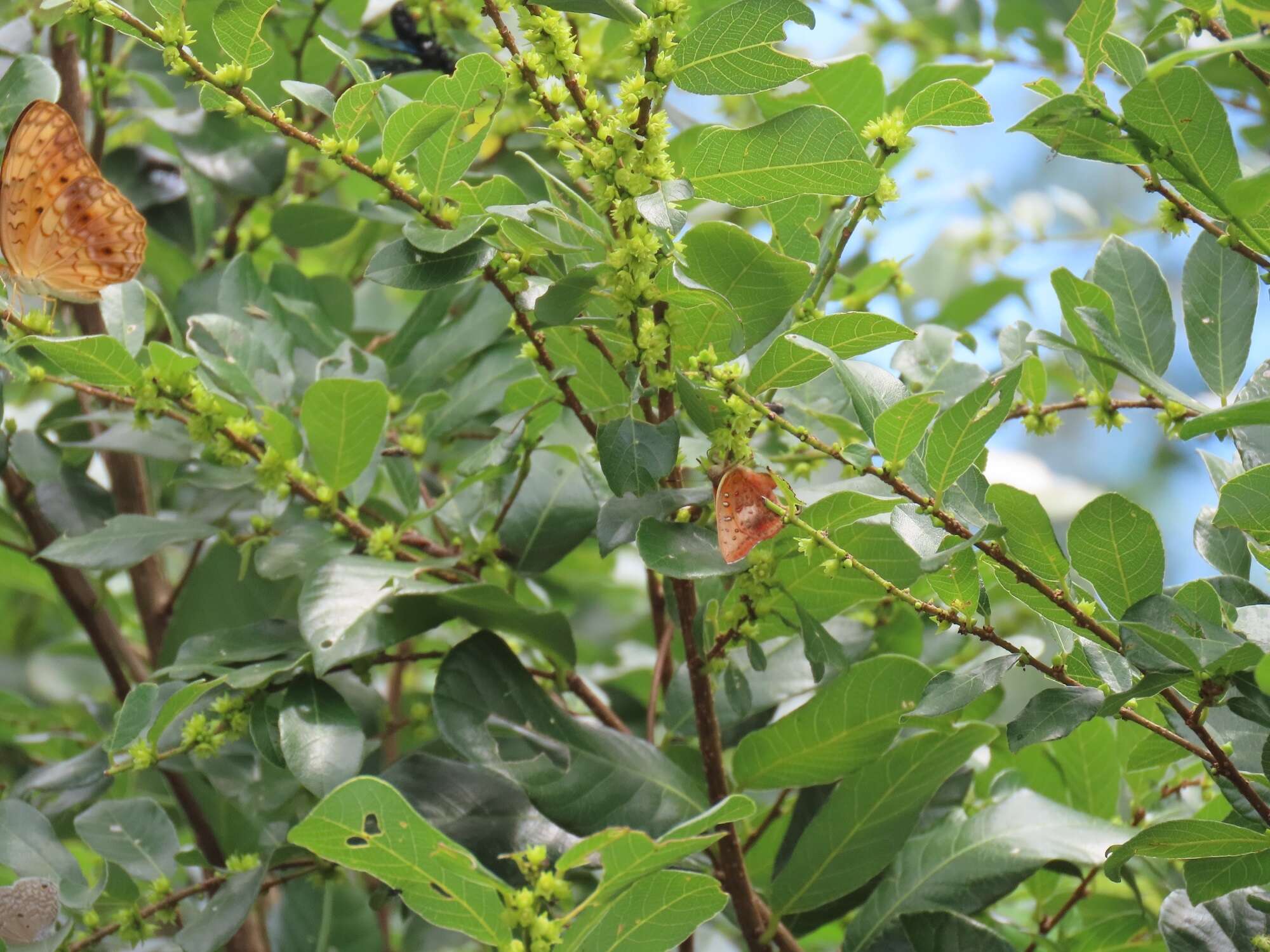 Image of Bridelia cathartica subsp. cathartica