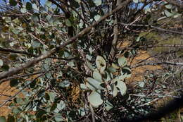Image of Codonocarpus cotinifolius (Desf.) F. Müll.