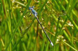 Image of Amber-winged Spreadwing