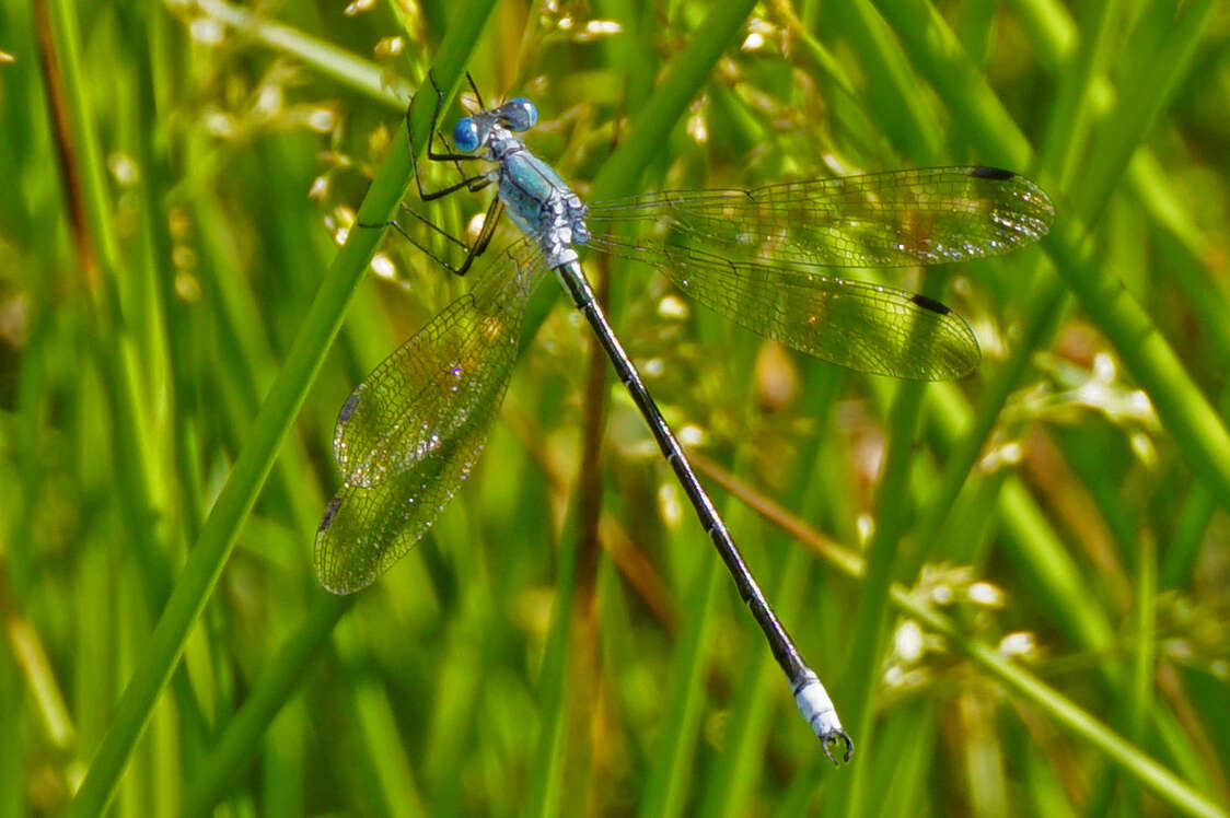 Image of Amber-winged Spreadwing