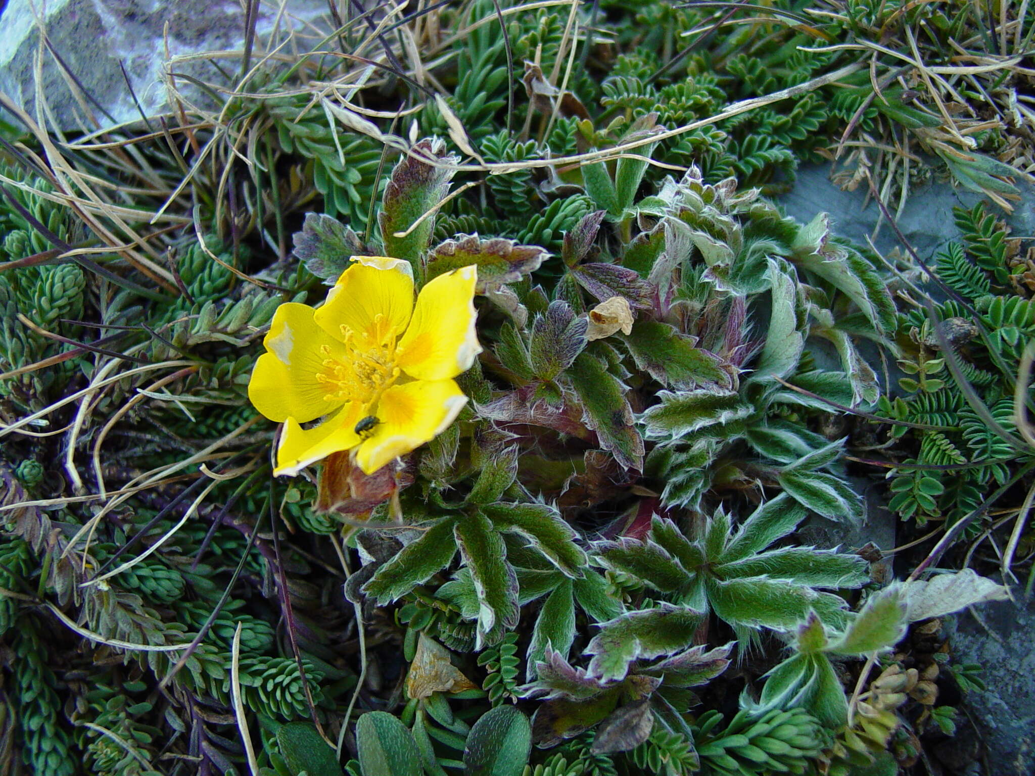 Image of Potentilla concinna var. leonina (Standl.) Soják