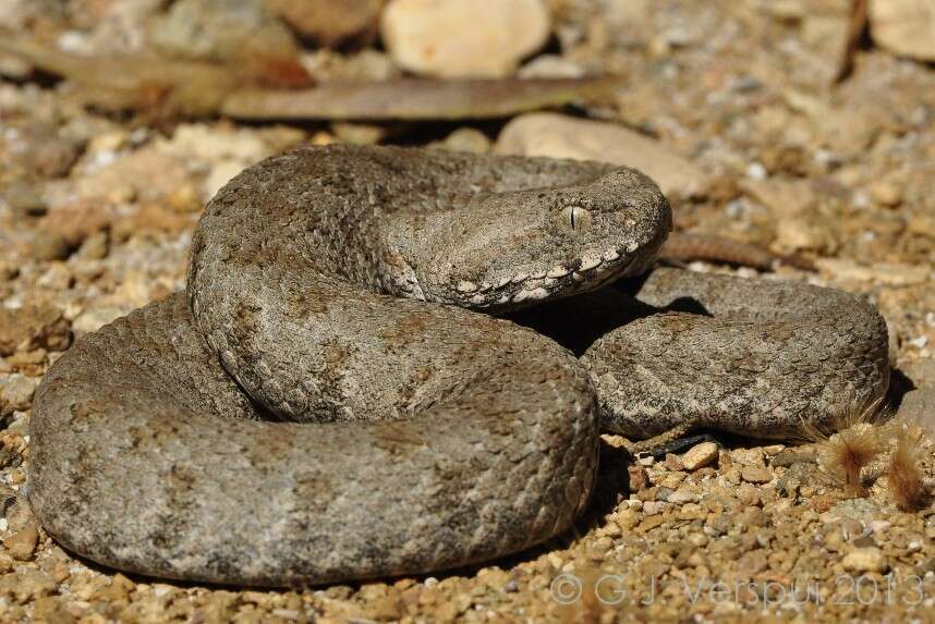 صورة Macrovipera lebetinus (Linnaeus 1758)