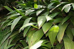 Image of Palm-Grass