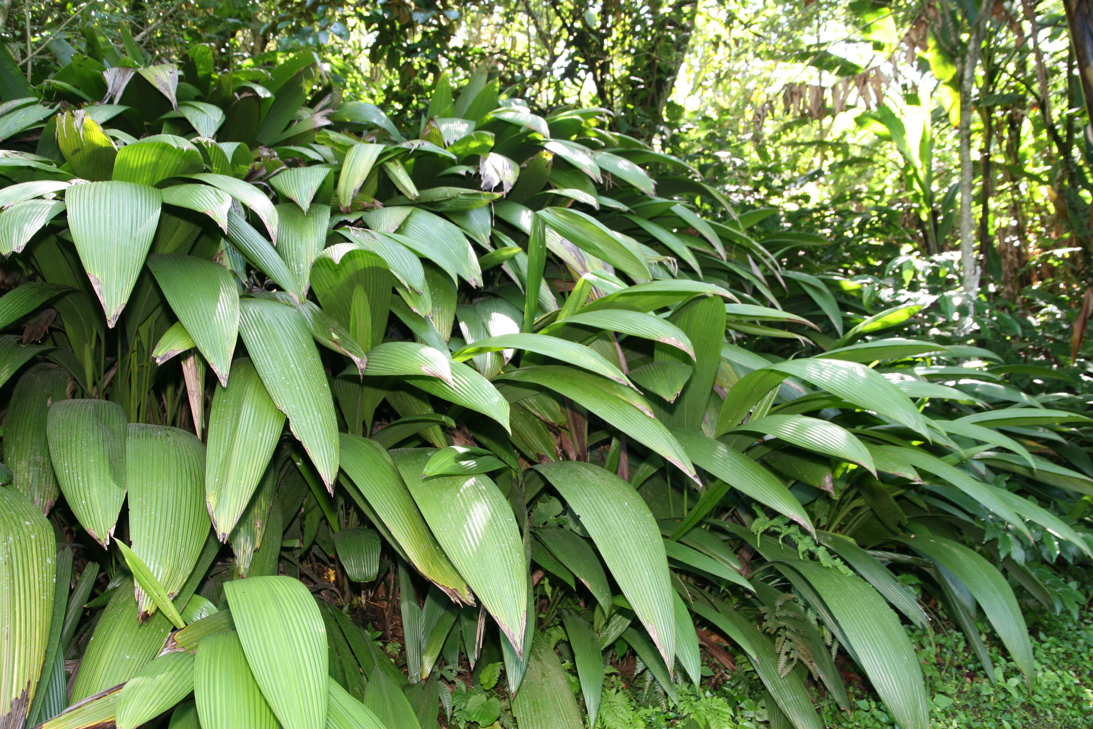 Image of Palm-Grass