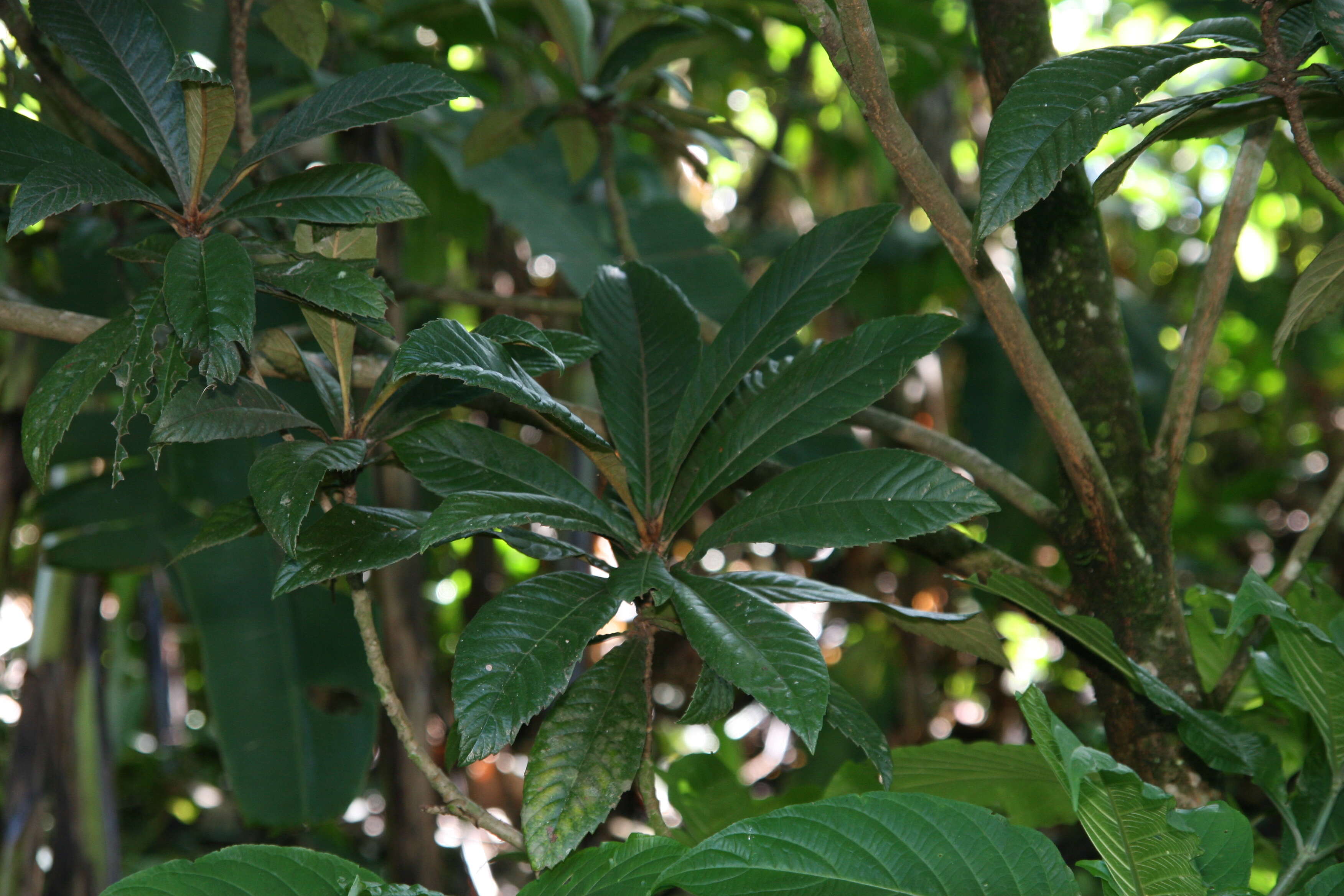 Image of loquat